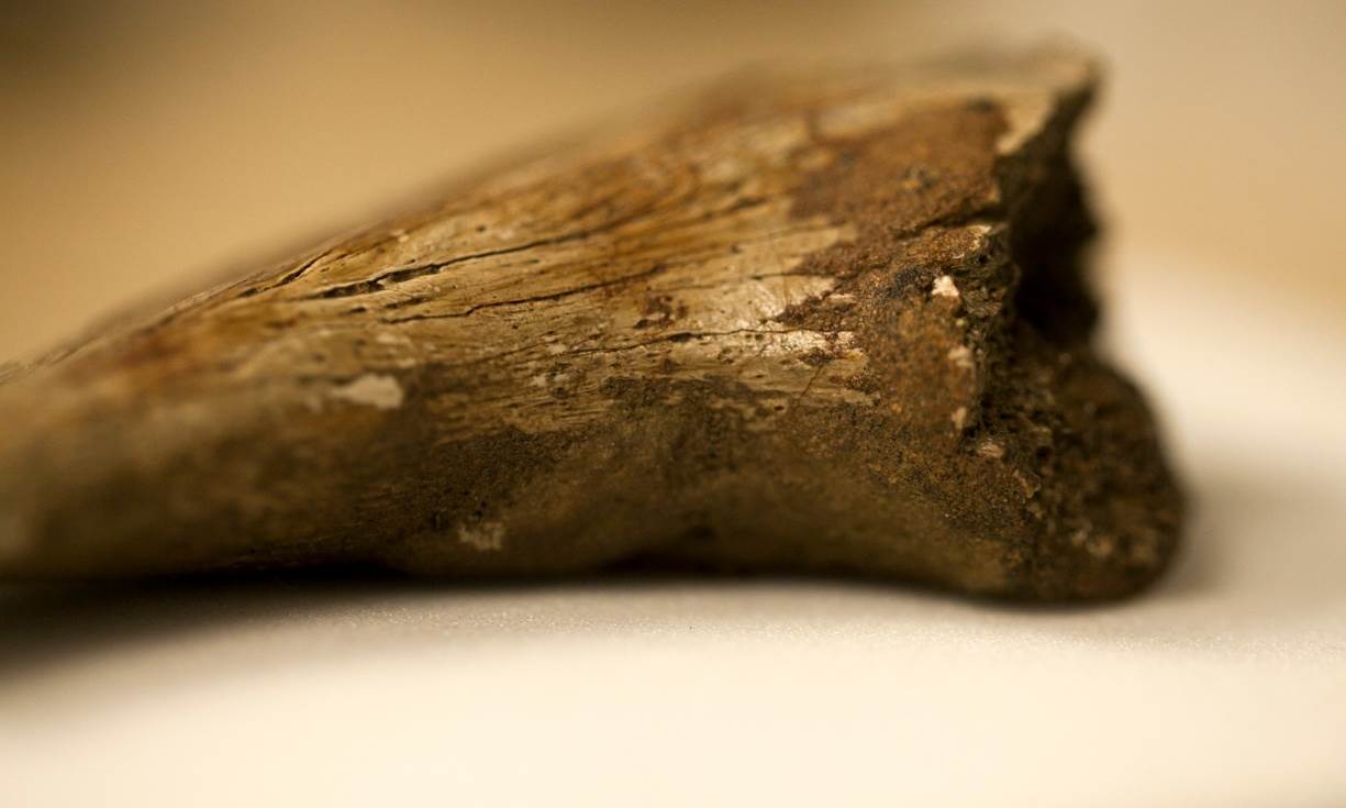 ancient fossils turn up dinosaur blood