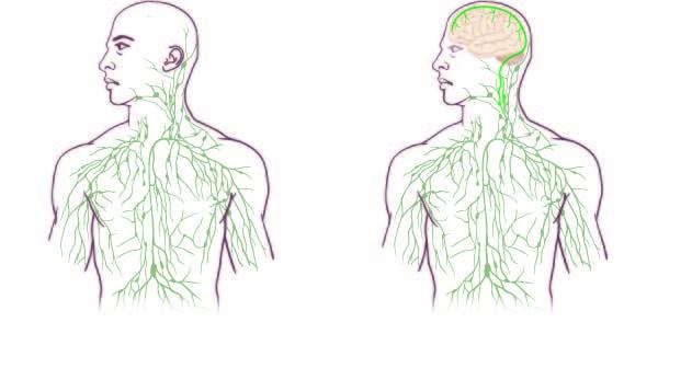 The old immune system map of the lymphatic system (on the left), and the new map, reflecting the UVA discovery (on the right).
