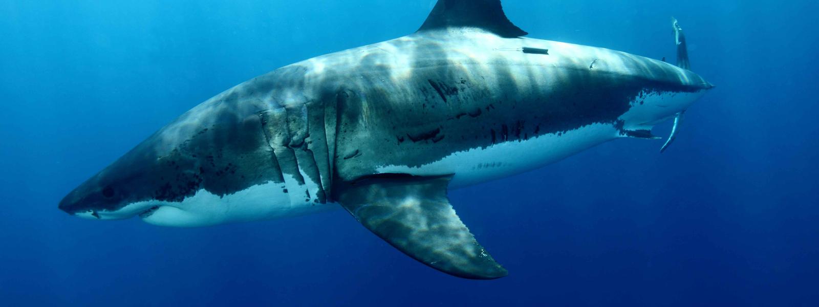 Scientists High-fives largest Great White on record