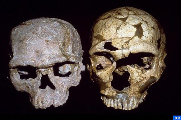 Homo sapien skulls from Jebed Irhoud